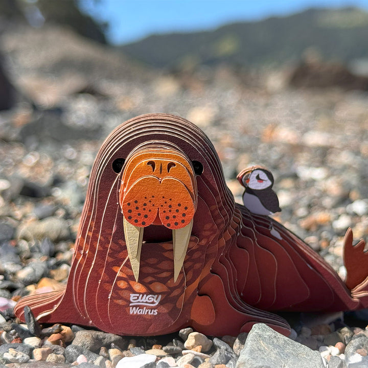 Walrus EUGY