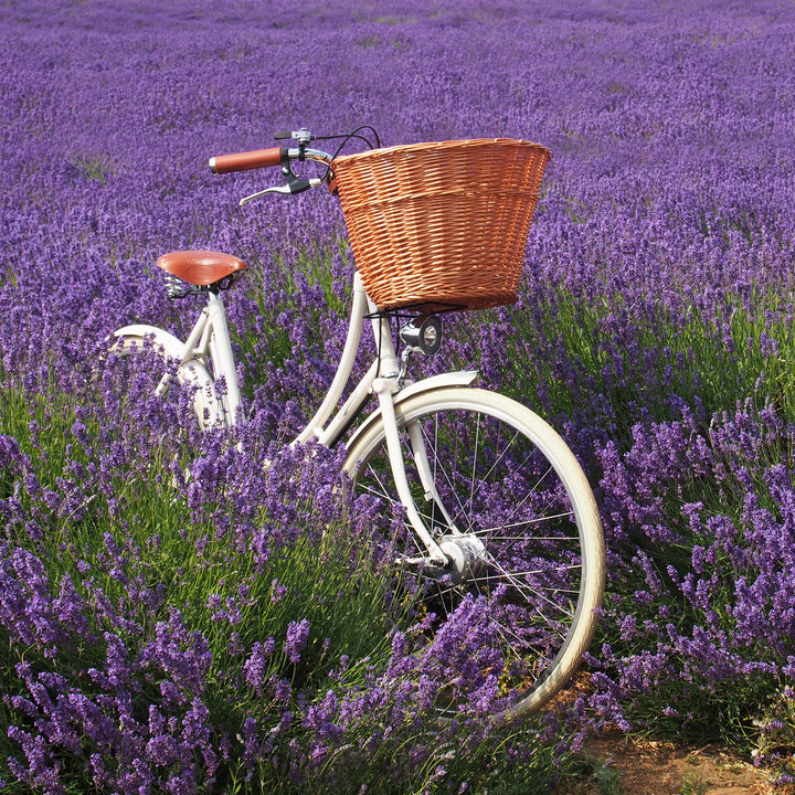 Pashley Britannia - Old English White - 8 Speed