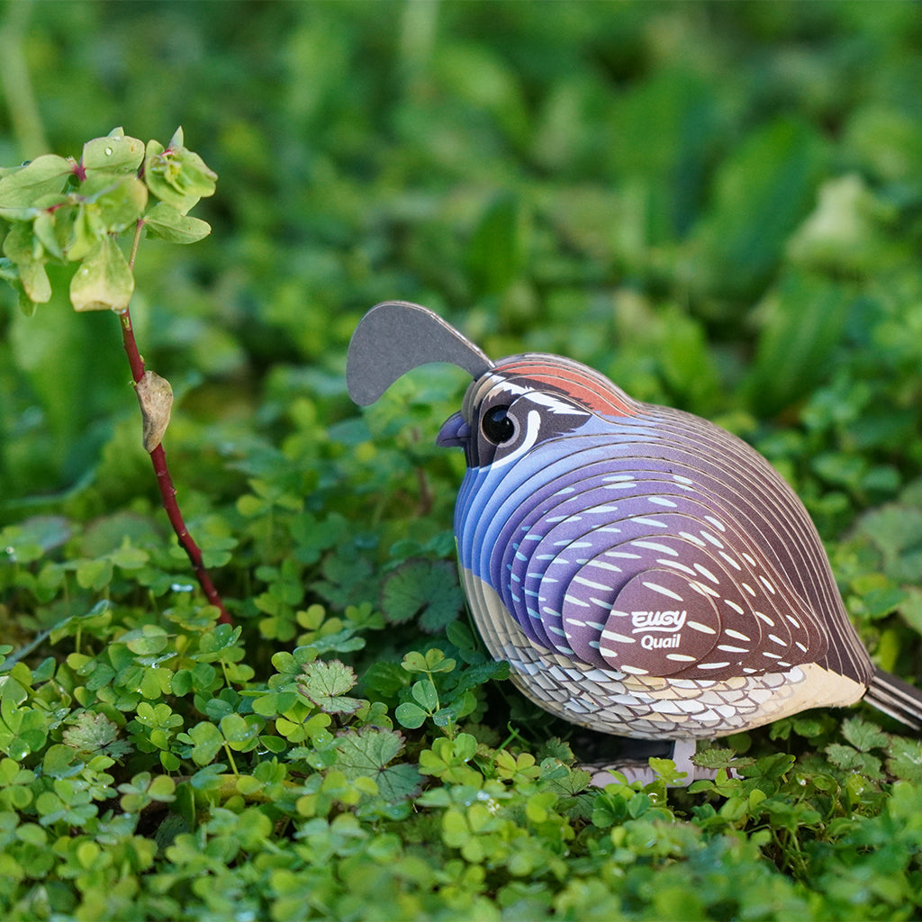 Quail EUGY