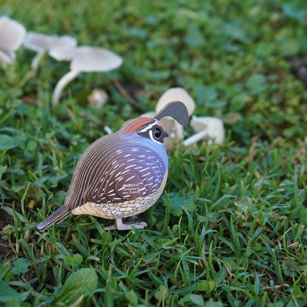 Quail EUGY