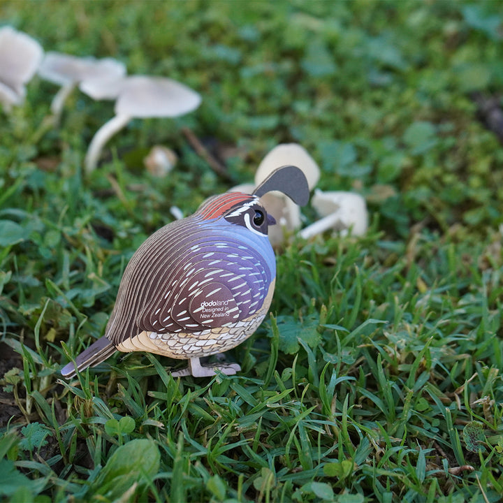 Quail EUGY