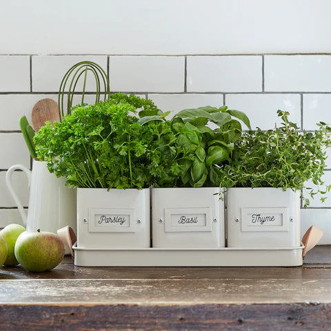 3 Herb Pots in a Leather Handled Tray - Stone