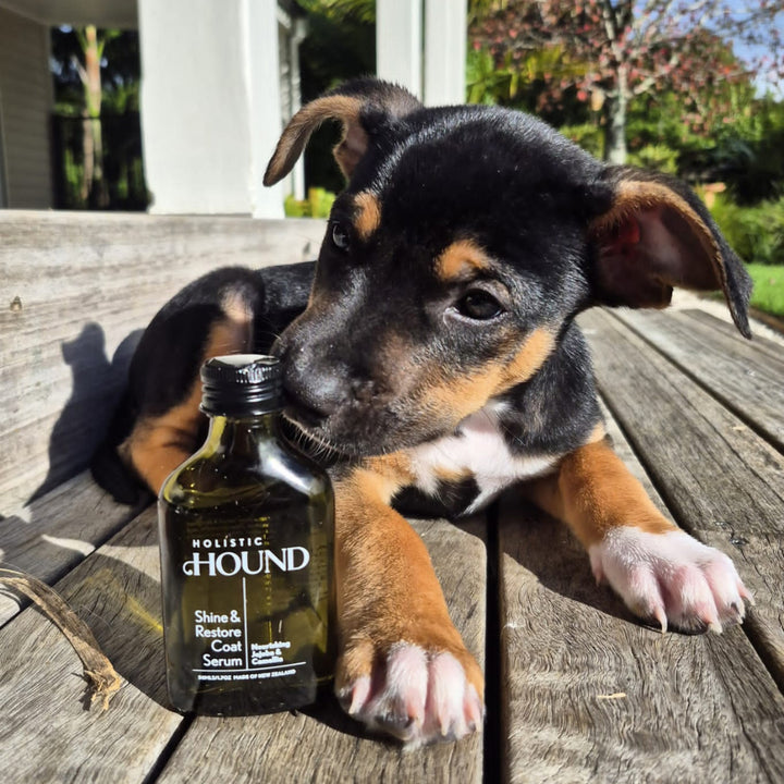 Holistic Hound - Dog Shine and Restore Coat Serum (50ml)