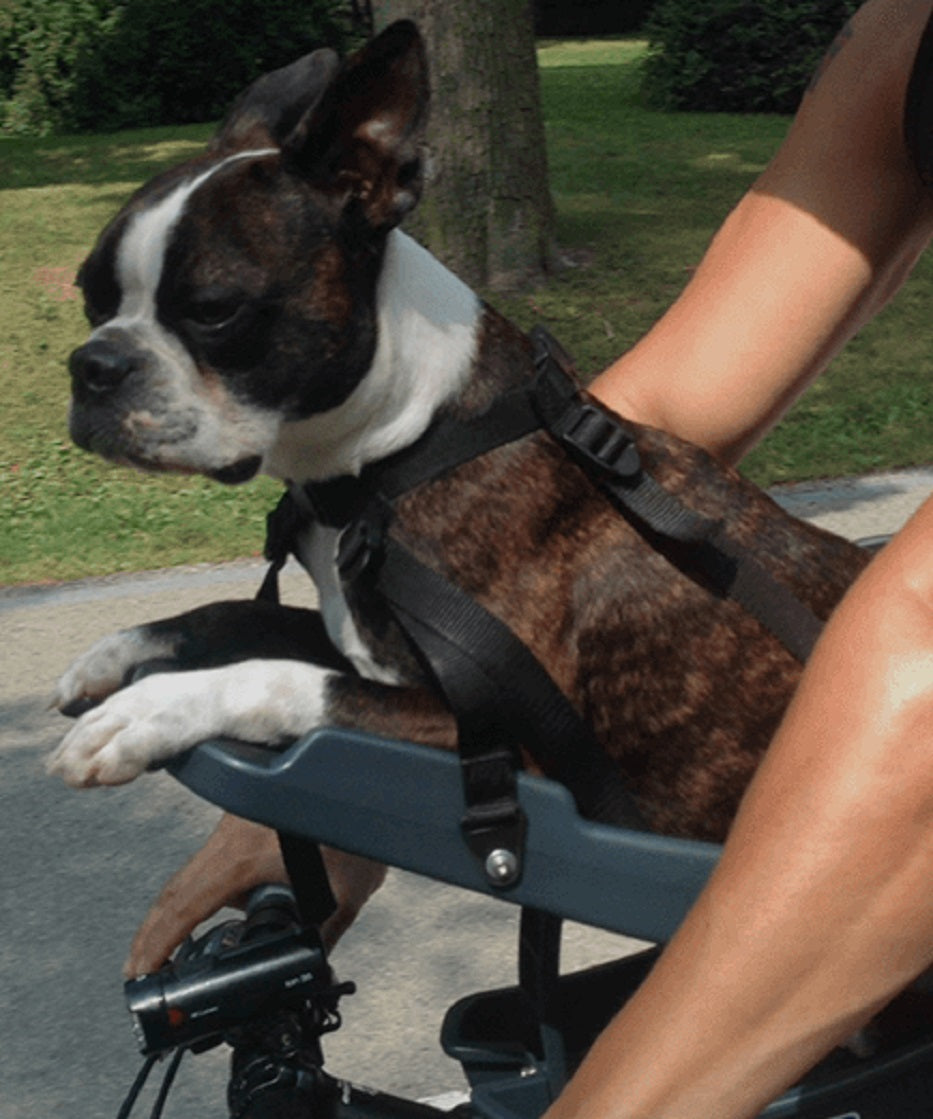 Buddyrider Bicycle Pet Seat Without Booster